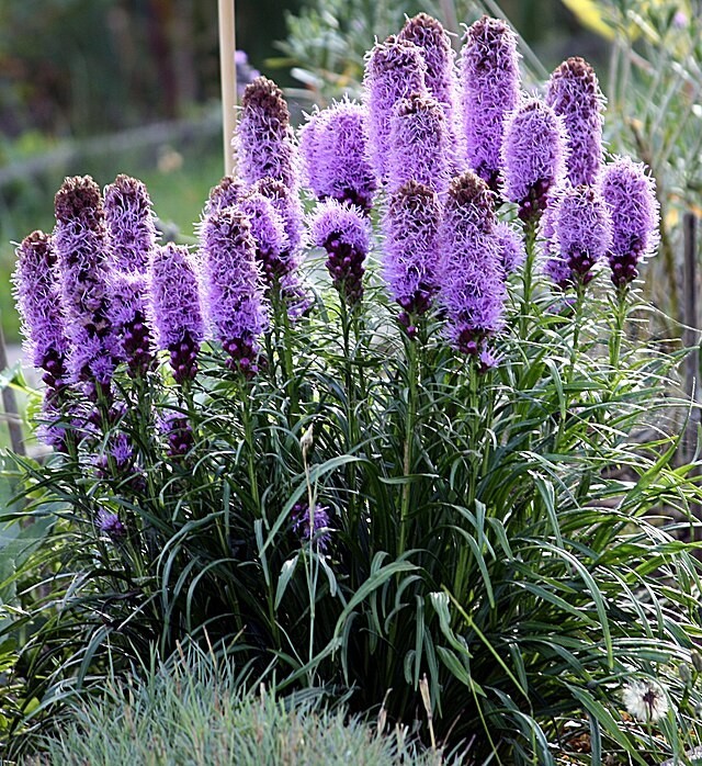 Liatris spicata | Blazing Star | 10 Seeds