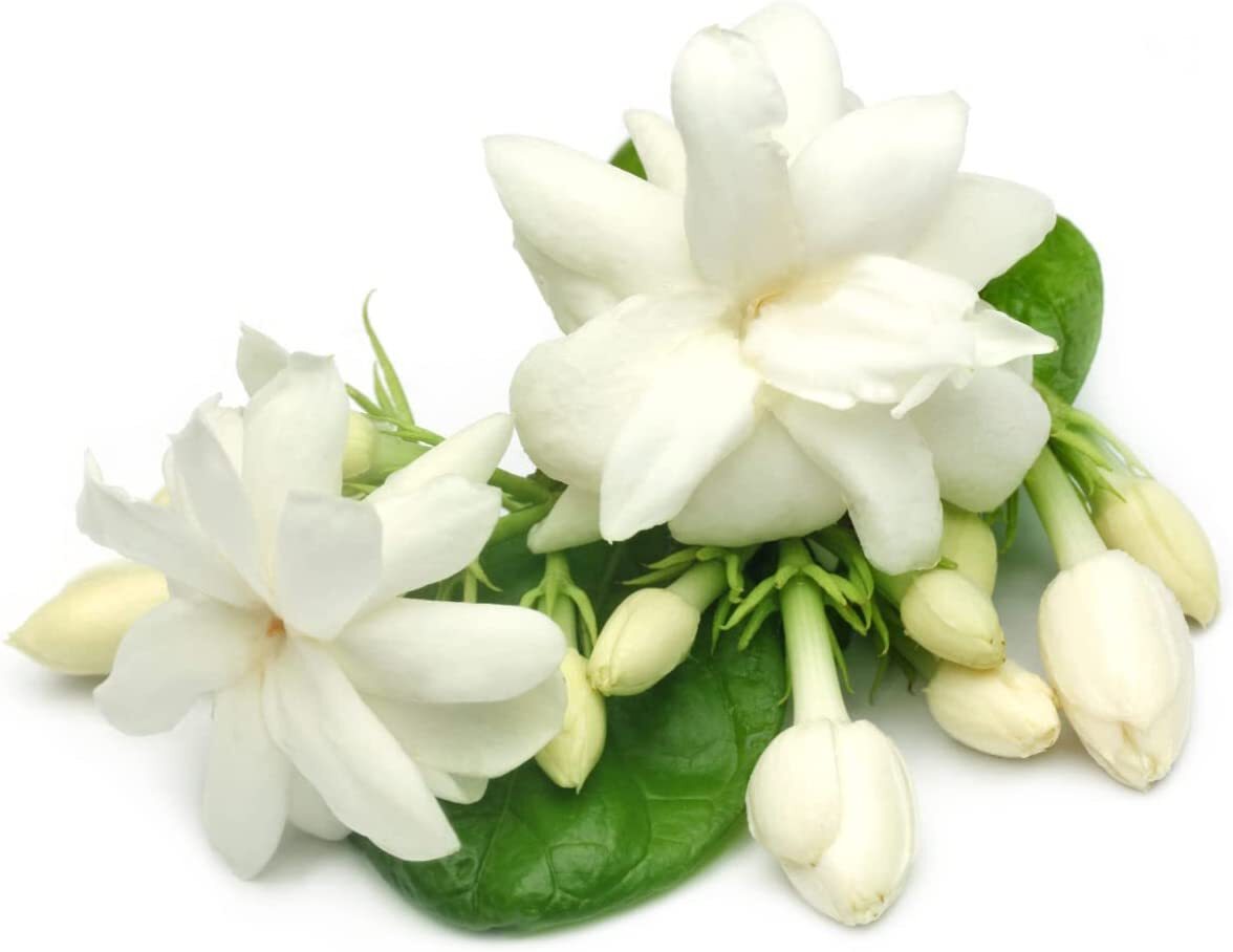 Jasmine Flower, Whole, Dry, ‘Jasminum officinale’