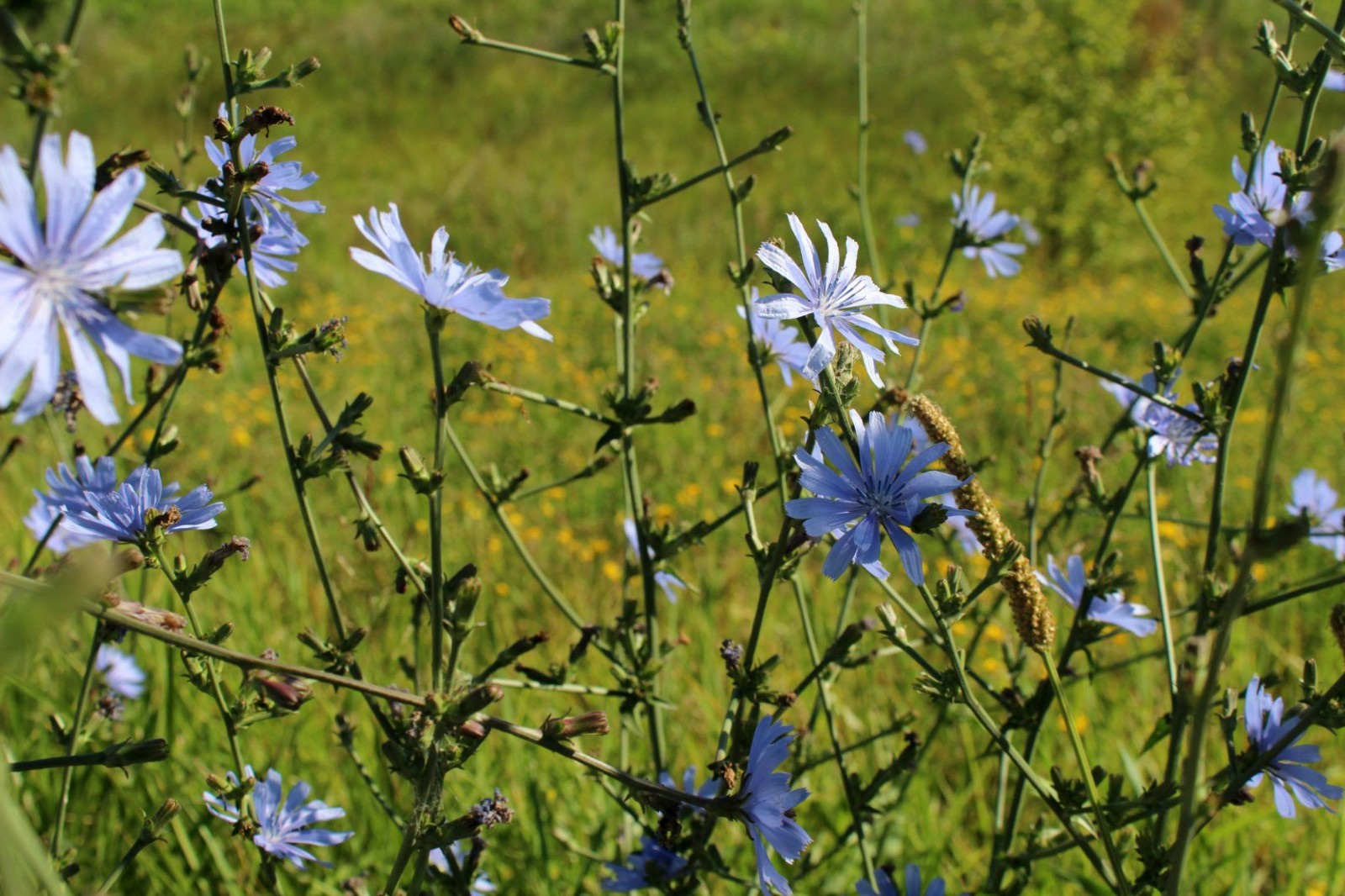 1000 Chicory Seeds, Cichorium intybus, Pollinator Friendly, Coffee Substitute