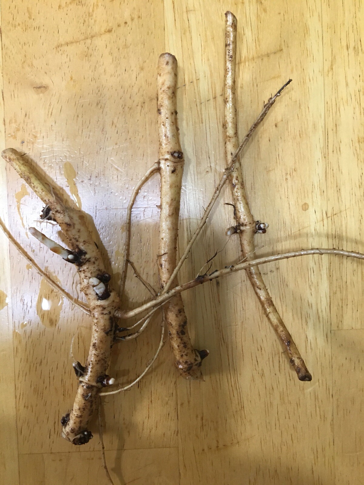 Ideal Mother’s or Father’s Day Gifts. 10 Organic Zeus Hop Rhizomes, $60.