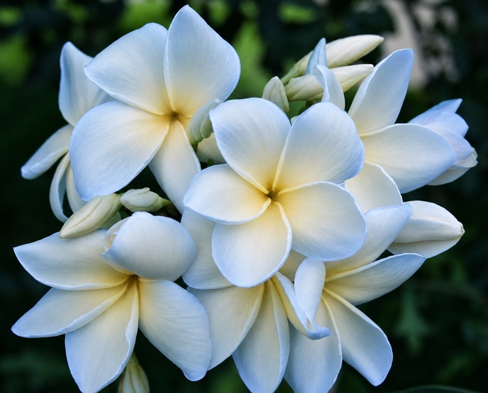 5 Plumeria Seeds Perennial Flowers Flower Frangipani “Blue White” US SELLER