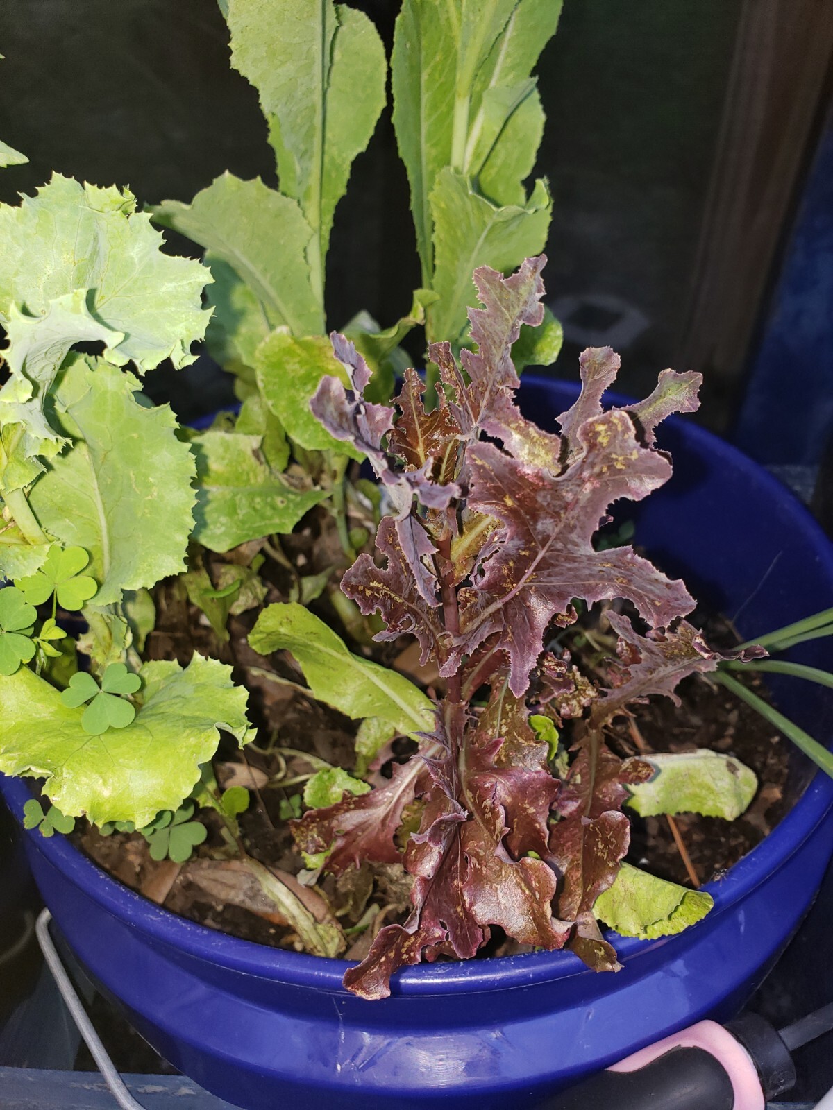 Heirloom, Open Pollinated, Non GMO Garden Seeds