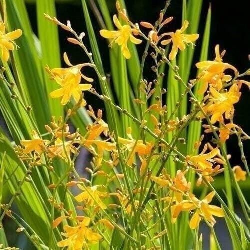 3 “George Davidson” Crocosmia Bulbs (Not Plants)- Top Size 8-10 cm