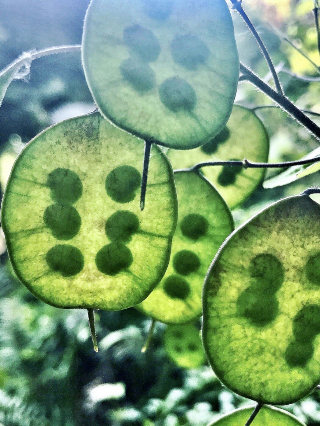 50 Money ‘Silver Dollar’ Luck Lunaria Plant Seeds, Non-GMO Heirloom🪷Seeds🪷