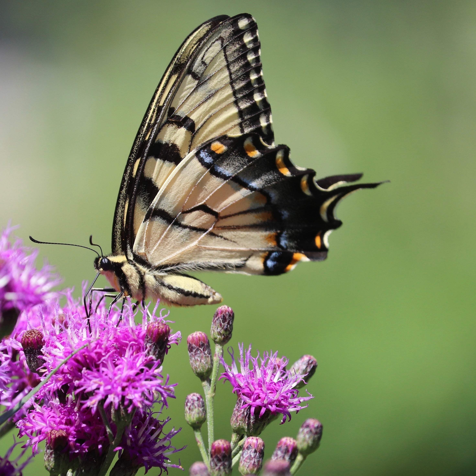 250 PURPLE IRONWEED Vernonia Fasciculata Flower Seeds