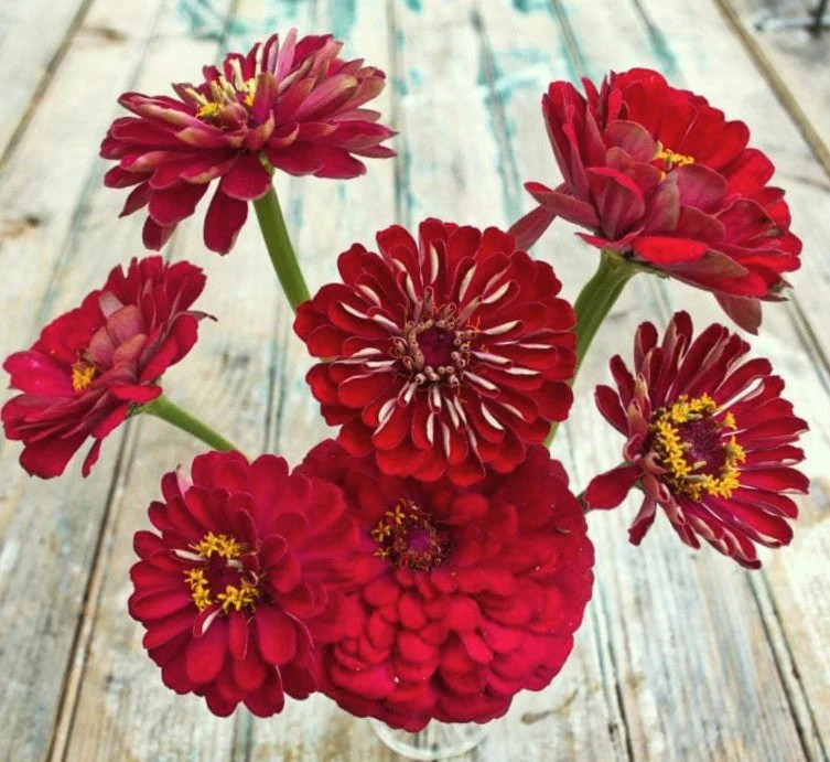 Meteor Burgundy Zinnia Seeds – For 2025 Planting Velvet Dark Red Maroon