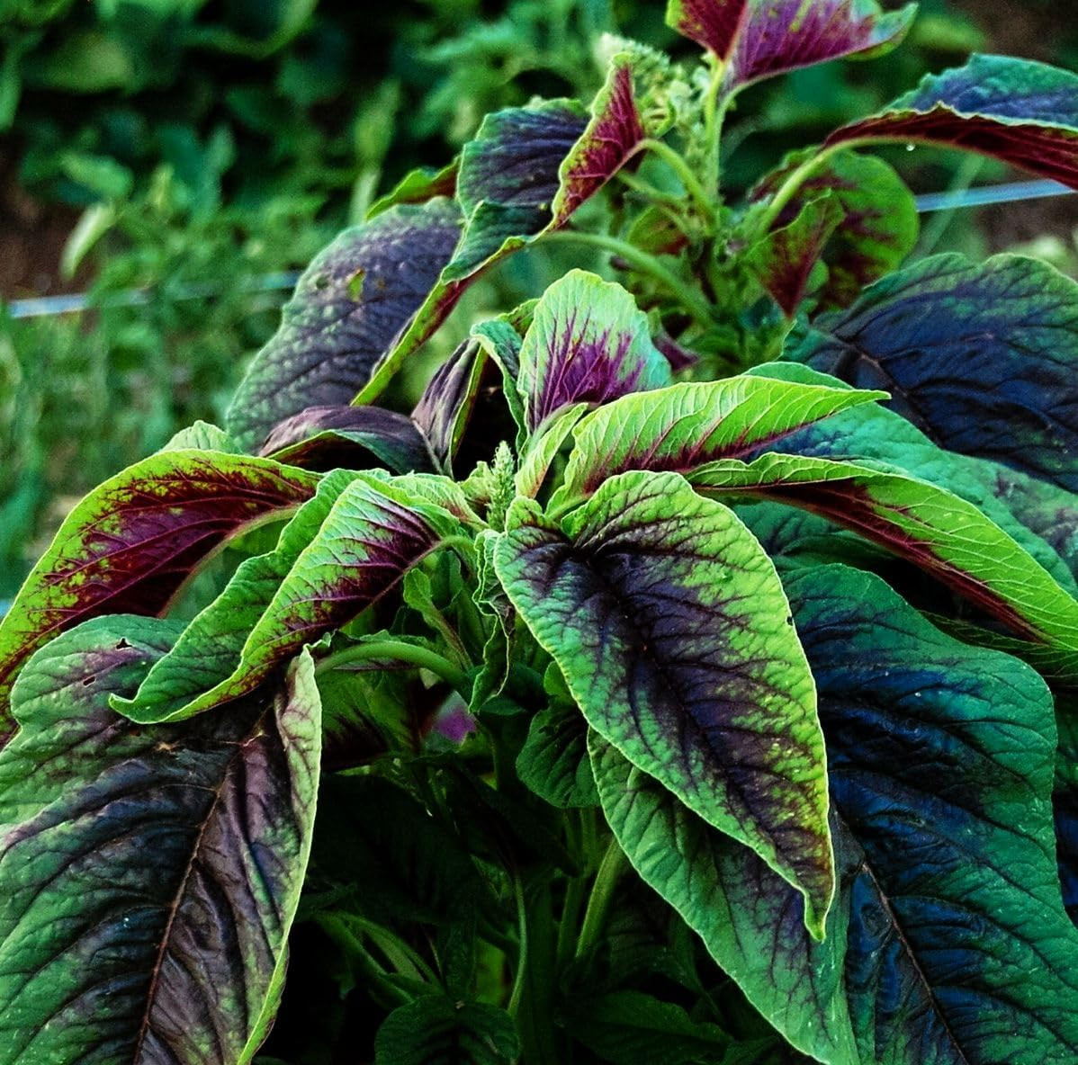 500 Pcs Red Stripe Leaf Amaranth Seeds – Edible Spinach-Like Salad Green Spinach