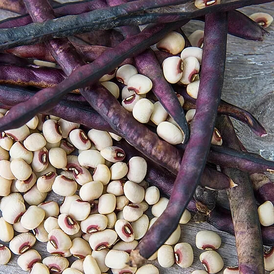 Pink Eye Purple Hull Cowpea Seeds (25) / HEAT TOLERANT / FLORIDA GROWN / ORGANIC