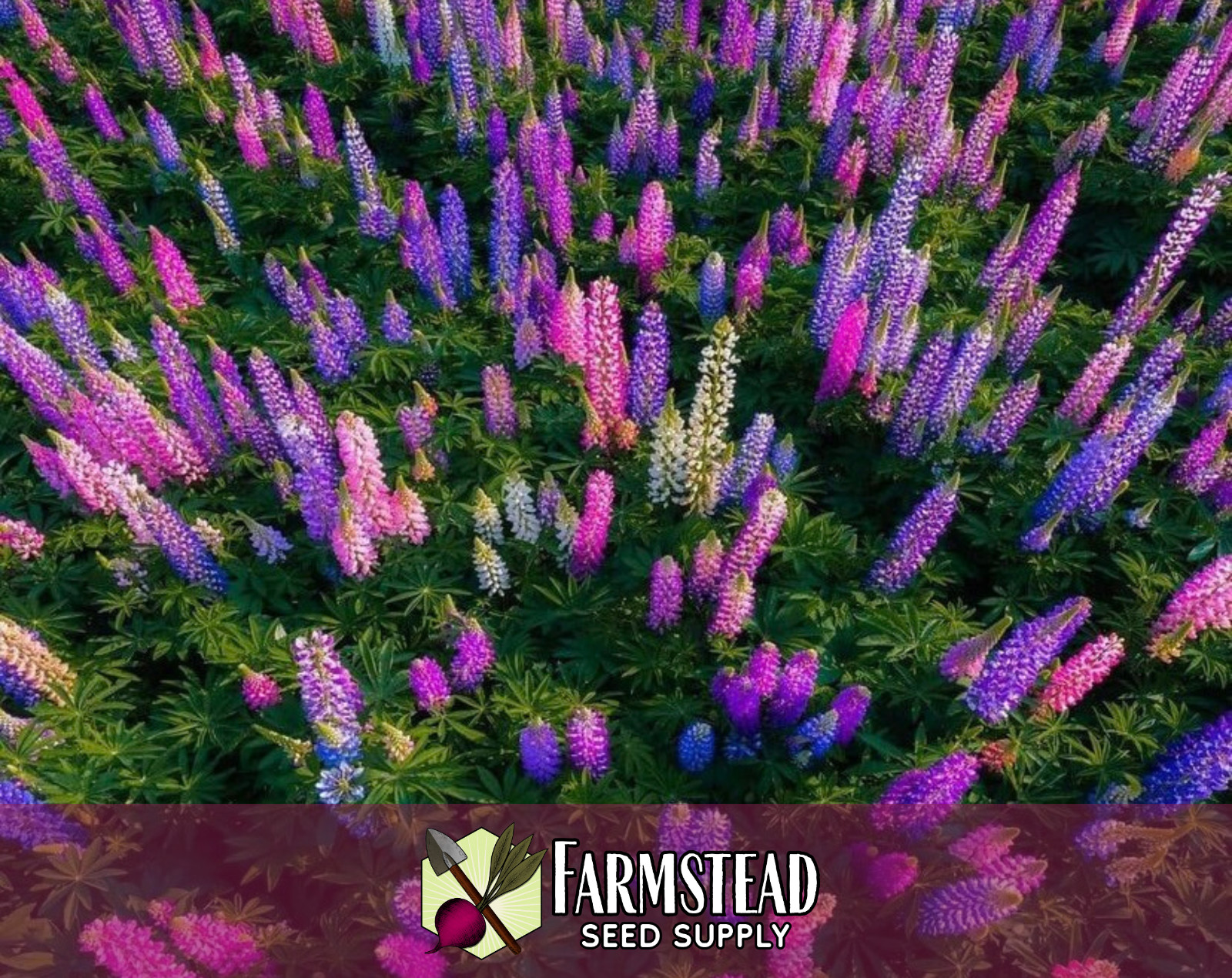 85+ Russell Lupine Flower Seeds | Wildflower Garden Seed Packet for Pollinators
