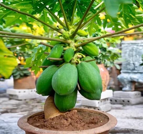 Papaya Tree Seeds for Planting – 5 Seeds – Carica Papaya “Honeydew”