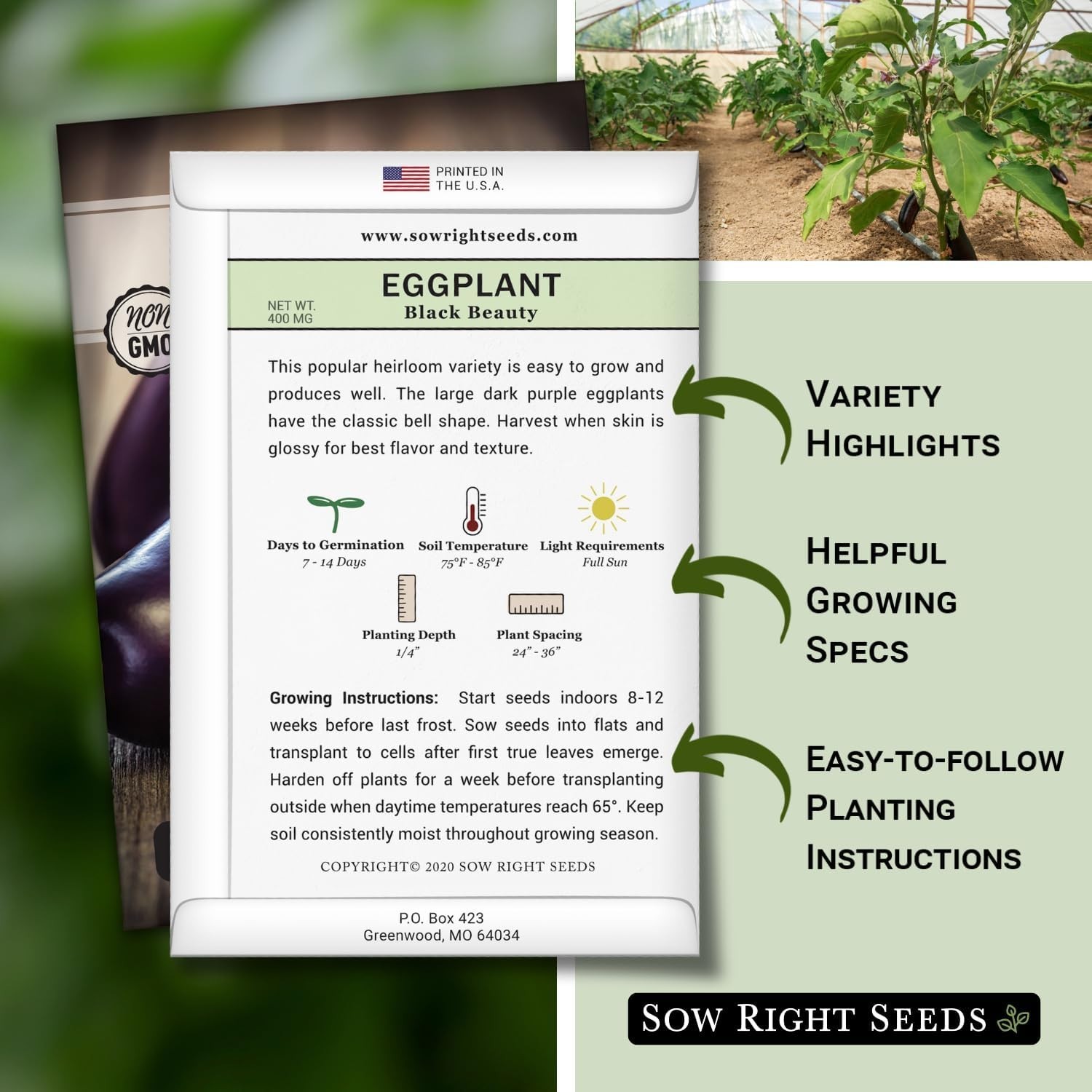 Easy-to-Grow Black Beauty Eggplant Seeds – High Germination Rate, Purple Fruits