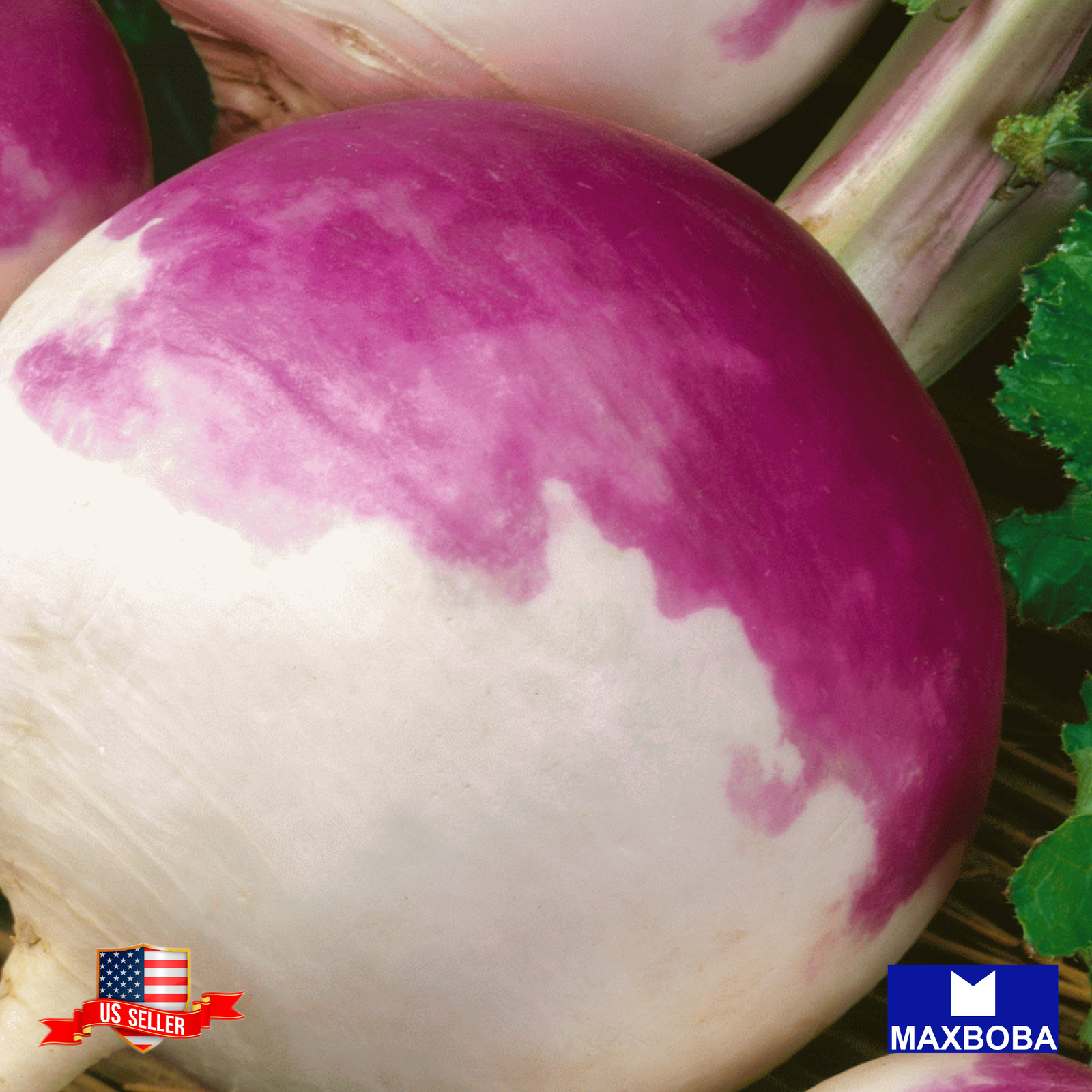 Premium Fresh 16000 Seeds Turnip Purple Top White Globe Non-GMO Heirloom Garden