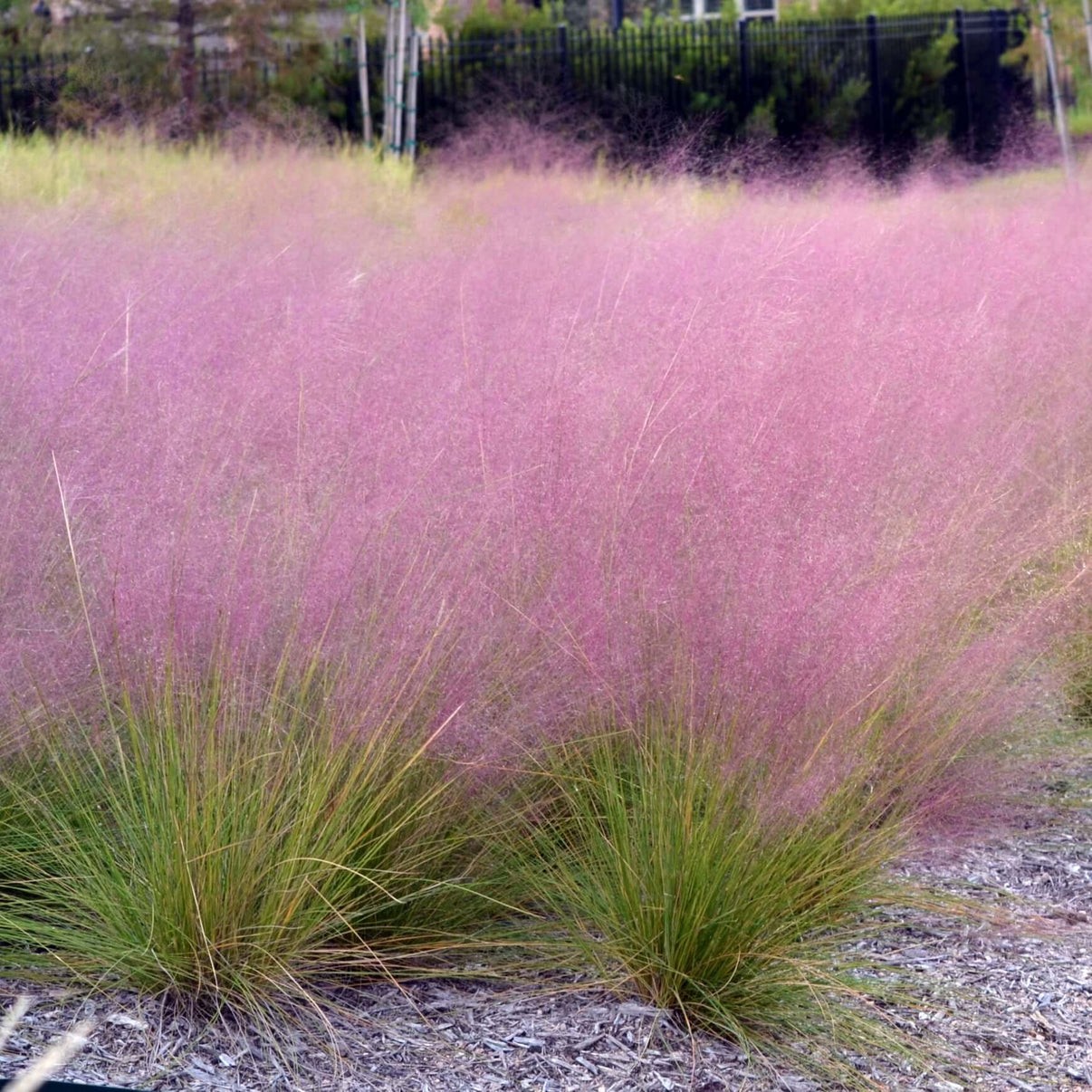 Pink Muhly Grass Muhlenbergia Capillaris 10 Seeds Free Shipping!