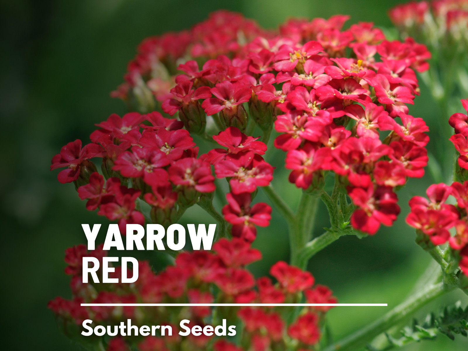 Yarrow, Red – Heirloom Seeds – Medicinal Herb – Pollinator Friendly