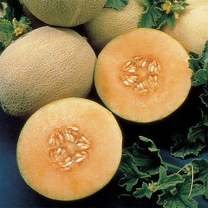 Cantaloupe Seed: Ambrosia Cantaloupe Fresh Seed FREE Shipping
