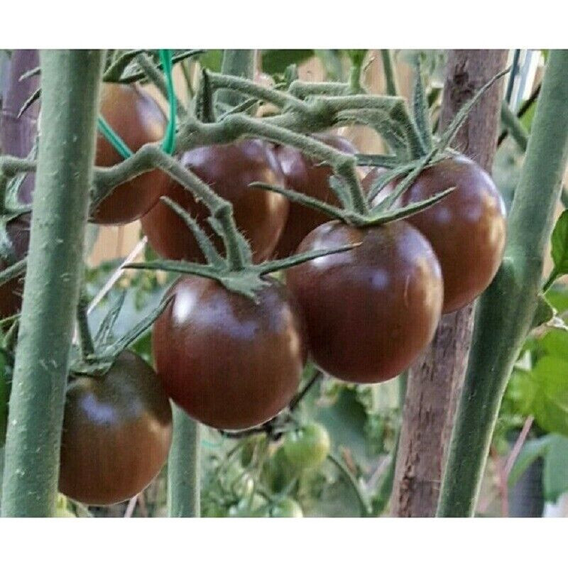 SCARBOROUGH SEEDS Organic Black Cherry Tomato 50 Seeds -Non-GMO -Heirloom