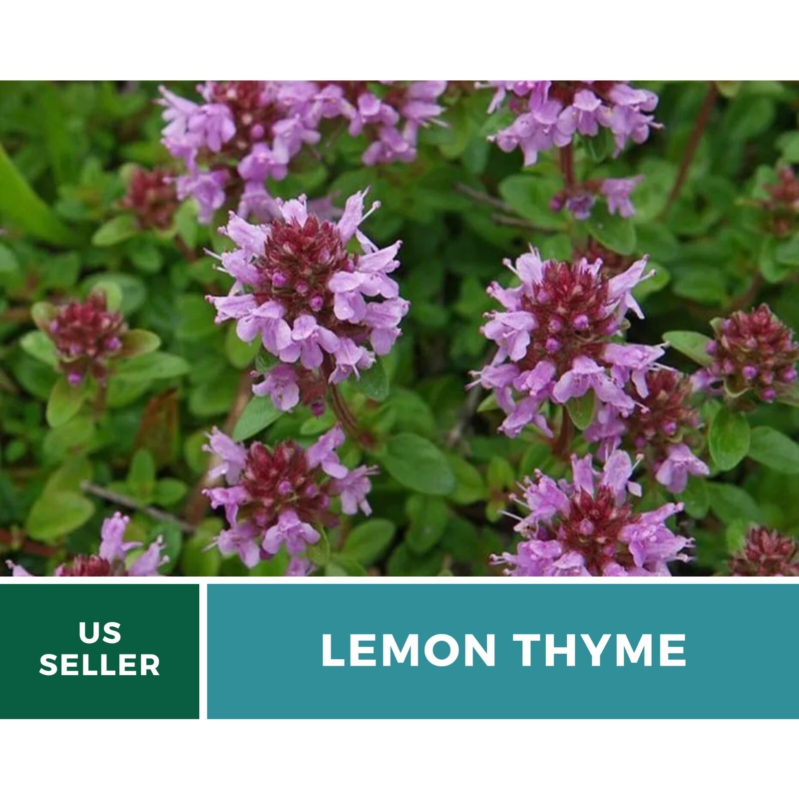 Thyme, Lemon seeds – Heirloom Herb (Thymus pulegioides) – Aromatic and Flavorful