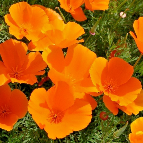 2,000 Orange California Californica Eschscholzia Poppy Flower Seeds For Planting