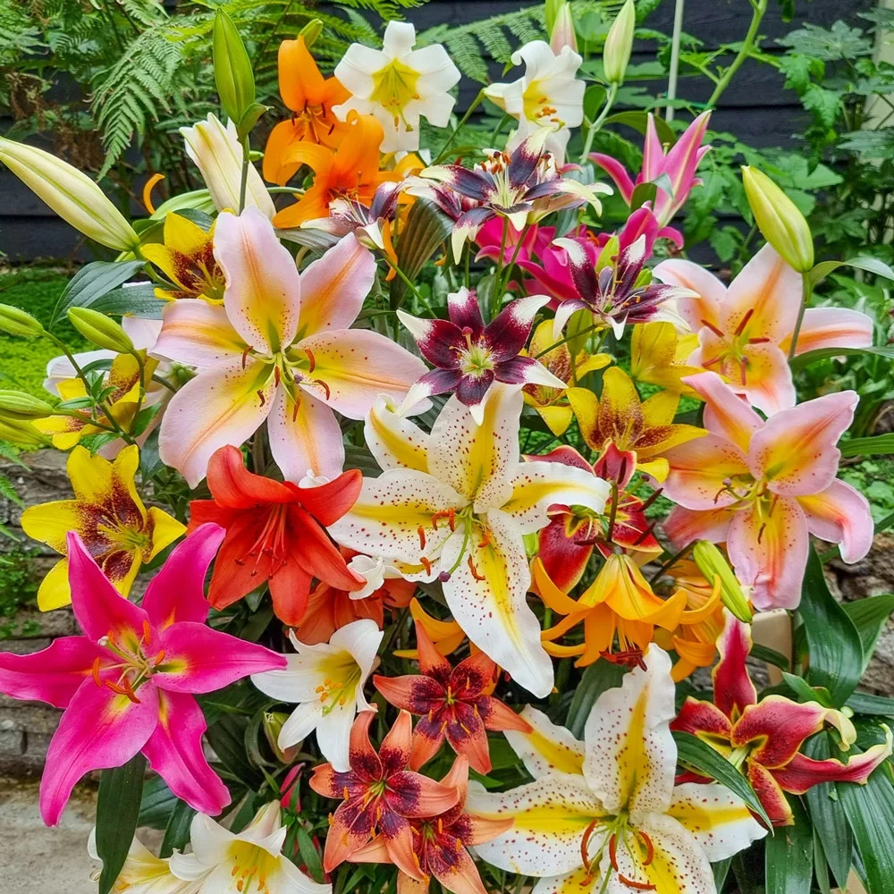 Lily Flower Bulbs 10 Bulb Mix Oriental Roselily Asiatic Orienpet Tree Lilys