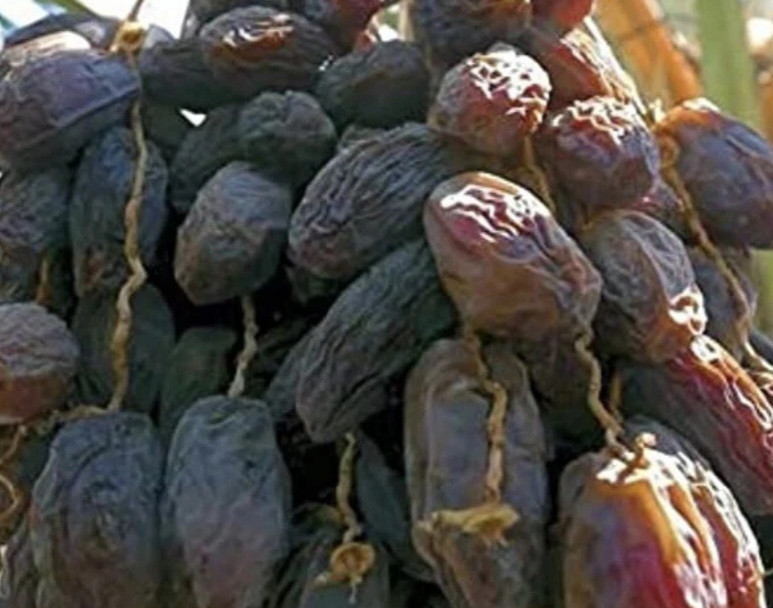 10 SEEDS Medjool Dates Palm Seeds