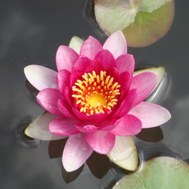 Bonsai Lotus Seeds – 20 Seeds – Flowering Water Bonsai with Lily Pad