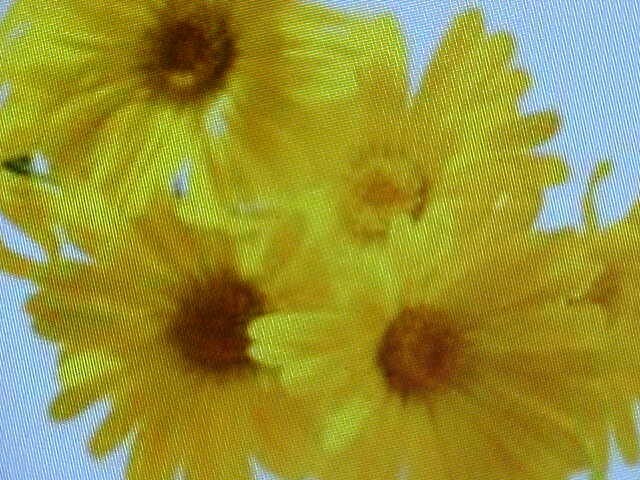500 SEEDS CHRYSANTHEMUM ANEMONE YELLOWISH MIX SINGLE PETELS-CENTER FLOWER SEEDS