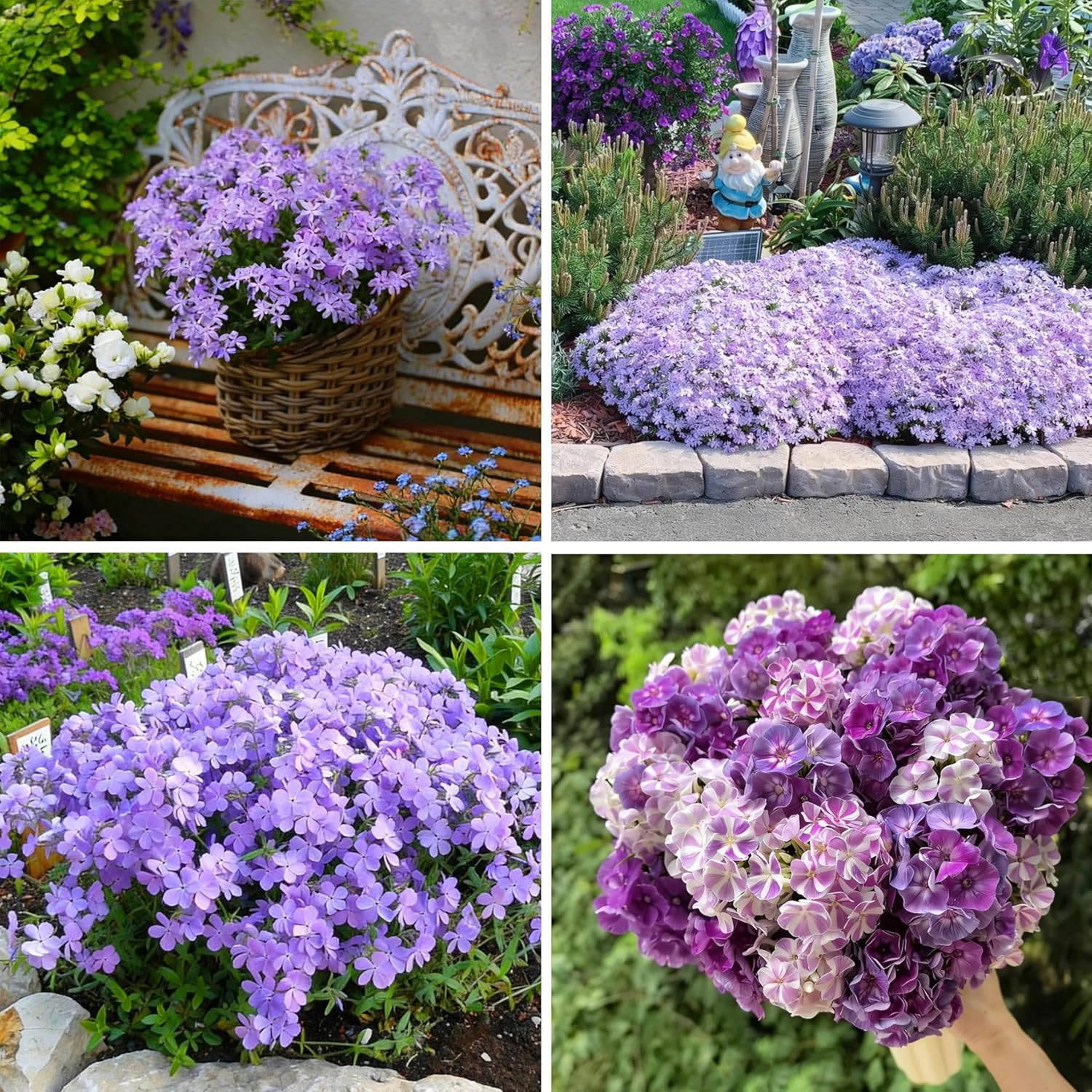 Creeping Phlox Seeds for Planting, 1000+pcs Rare Perennial Creeping Purple Ph…
