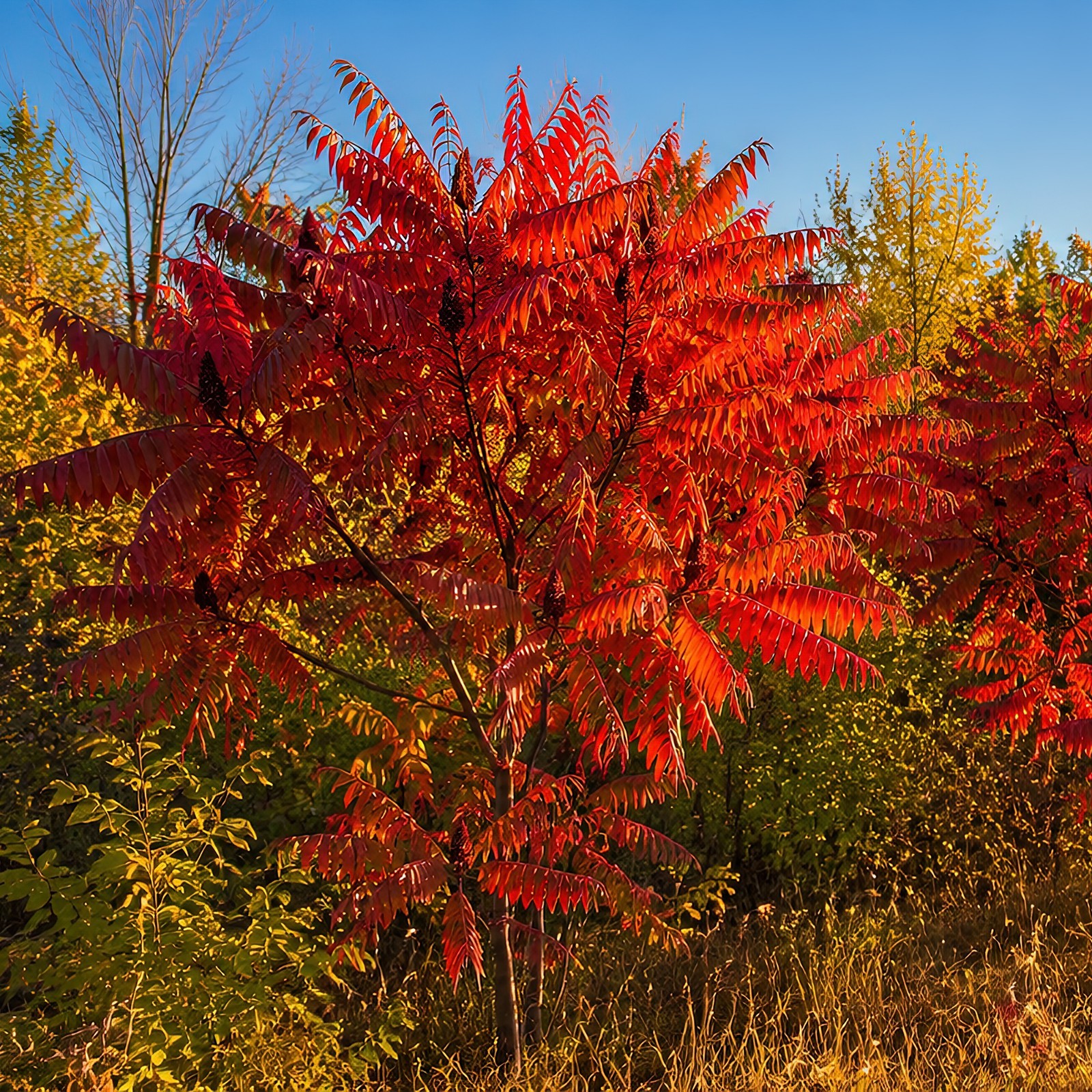 200 Winged Sumac Tree Seeds (Rhus copallinum) Flameleaf Sumac – Zones 4-9 USA