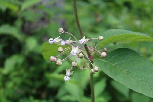 100+ SEEDS, POKE MILKWEED ASCLEPIAS EXALTATA MONARCH BUTTERFLY HOST PLANT