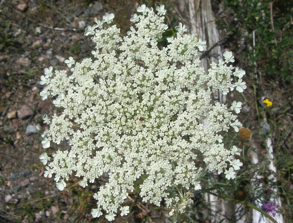 Queen Anne’s Lace Seeds. 500 Seeds. Perennial Wildflower. Daucus Carota.