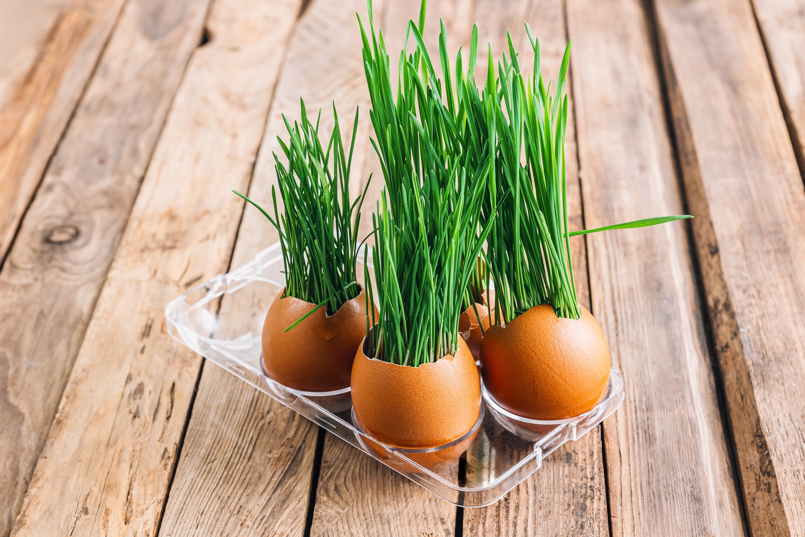 500 Organic CAT GRASS WHEAT Grass Pet Grass Wheatgrass Triticum Aestivum Seeds