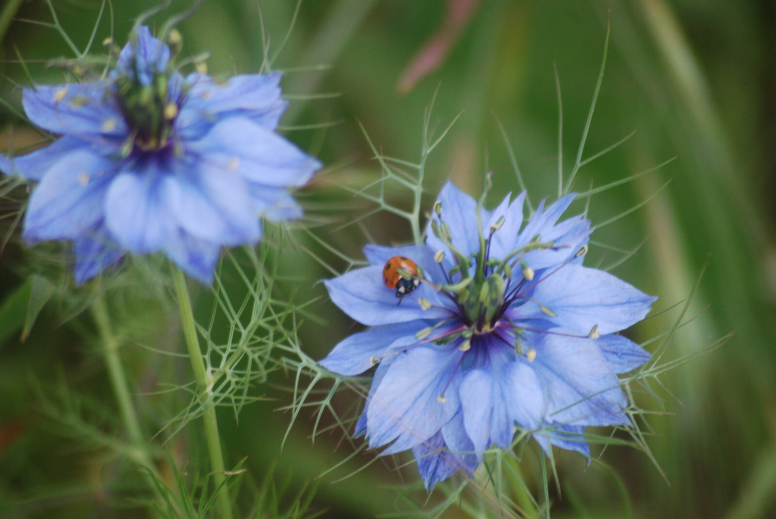 Nigella Damascena – Love in the MIst – Jewels Indigo seed