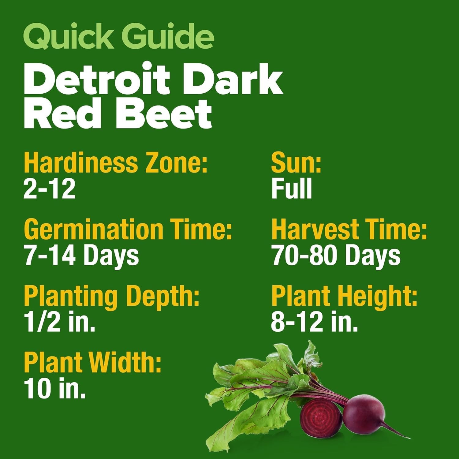Detroit Dark Red Beet Seeds 2 Pack – Non-GMO, High Germination for Easy Growing