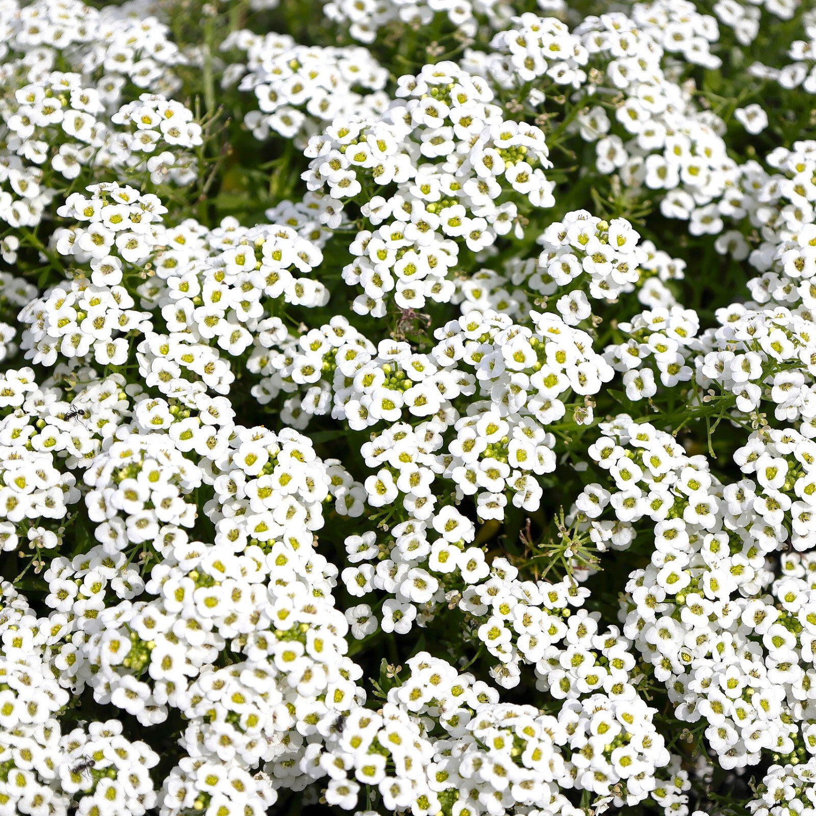 Carpet of Snow Sweet Alyssum Seeds | Mat Forming Annual White Flower Seed 2025