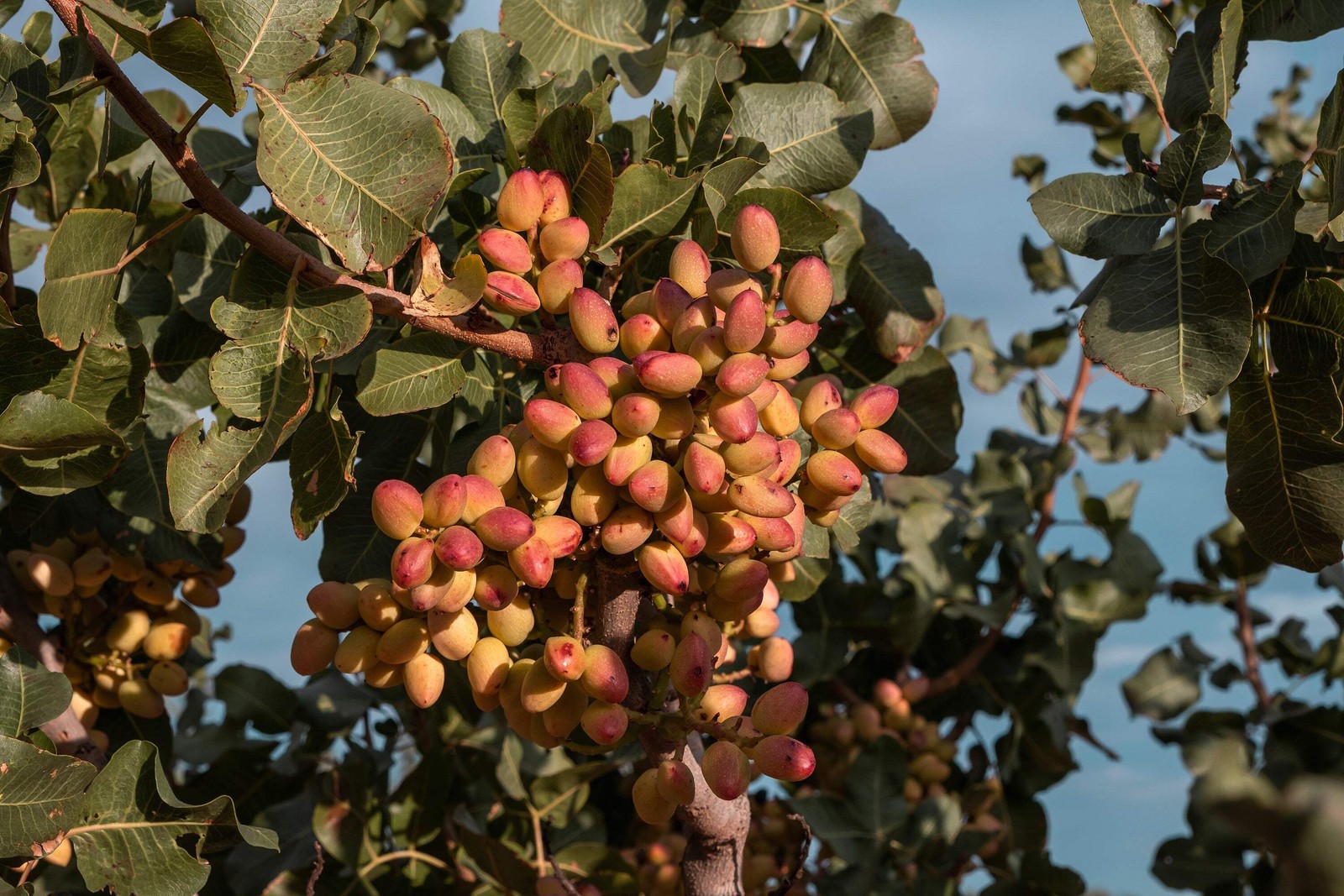 5 PISTACHIO NUT TREE Pistacia Vera Fruit Red Flowers Seeds *Combined Shipping