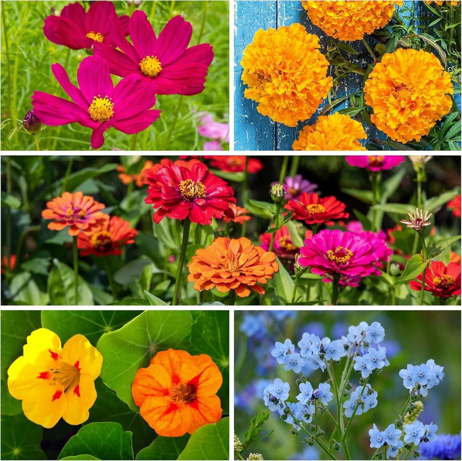 Eco-Friendly Wildflower Seeds – Attract Butterflies with 2 Oz Butterfly Mix