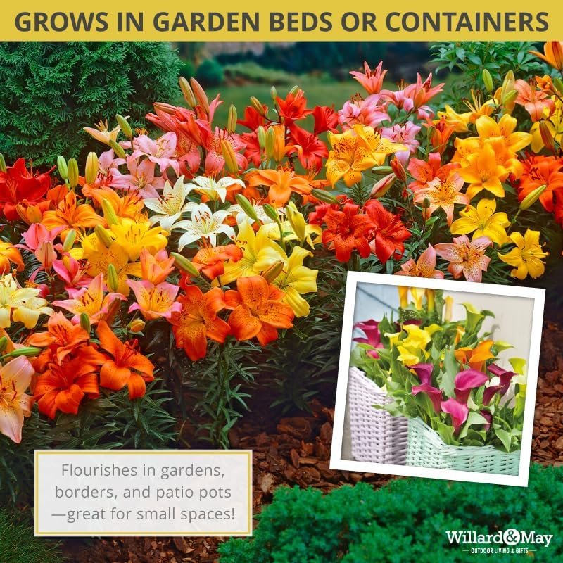 Complete Flower Bulb Garden – 75 Bulbs for 50 Days of Continuous Blooms (Summer