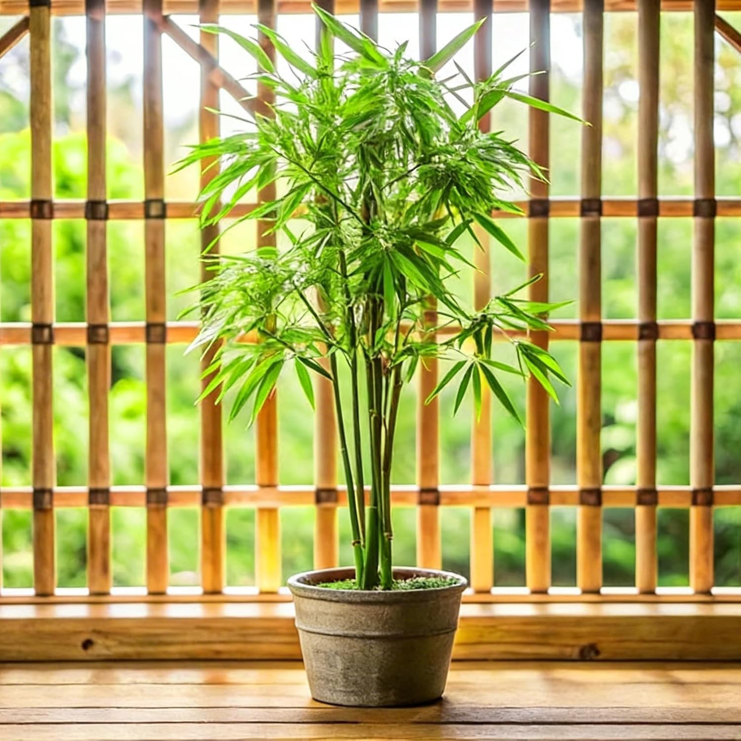Low Maintenance Dwarf Bamboo Seeds – 490+ Heirloom Packs for Indoor & Outdoor