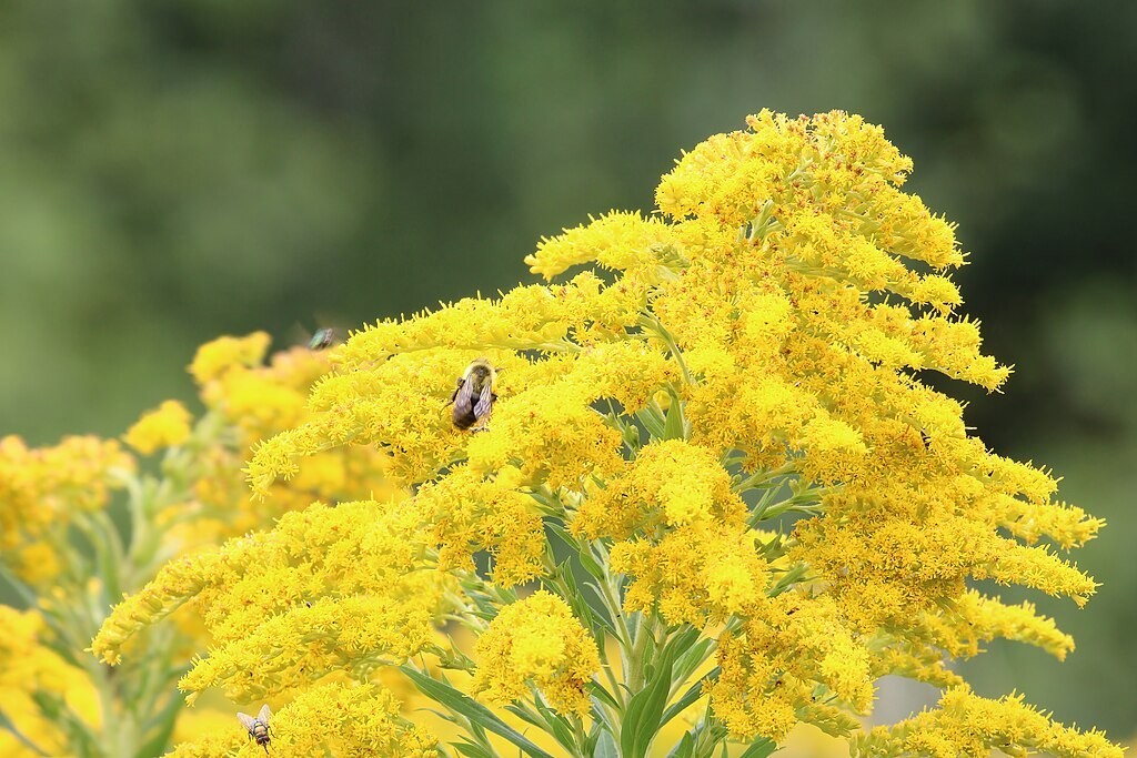 Canadian goldenrod 1000 seeds, solidago canadensis, large flowers, bulk seeds.