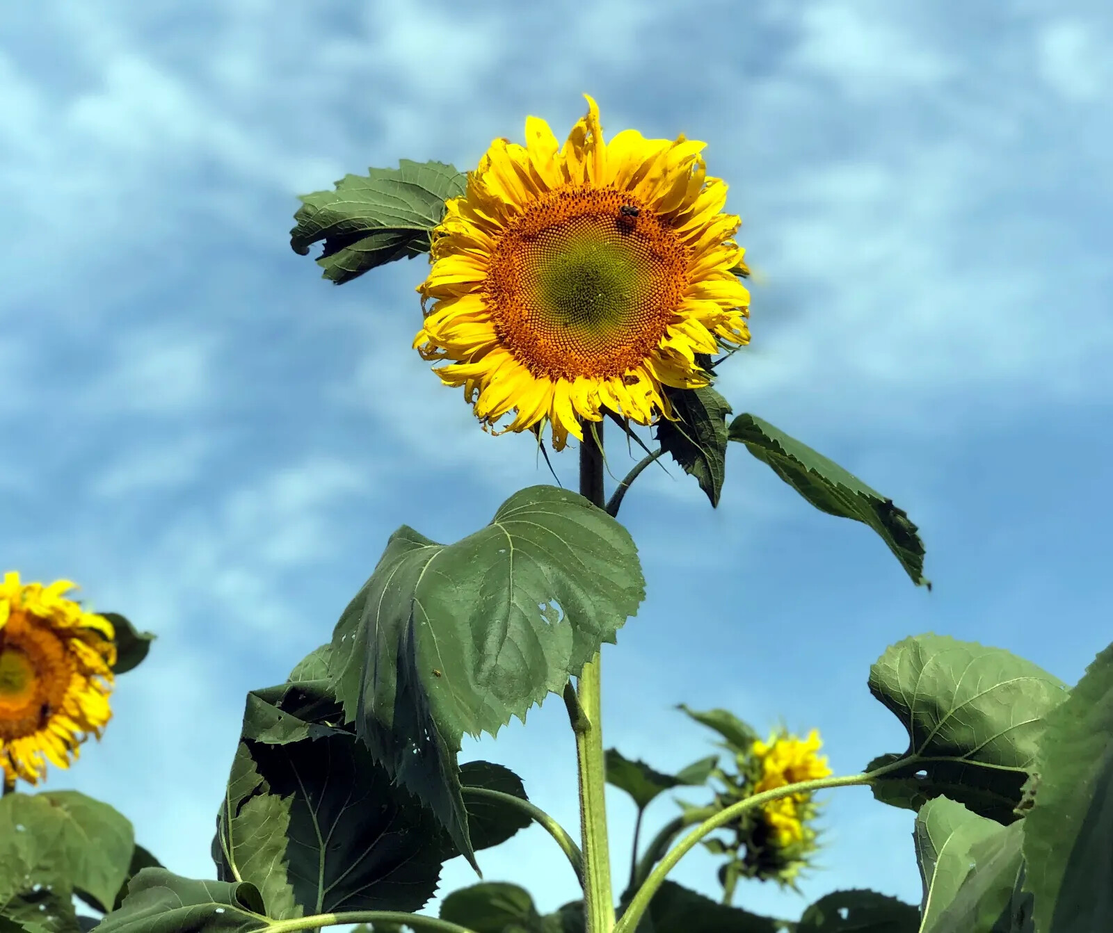 GIANT MAMMOTH RUSSIAN “GREY STRIPE” SUNFLOWER SEEDS Heirloom Hardy 10″ FLOWERS