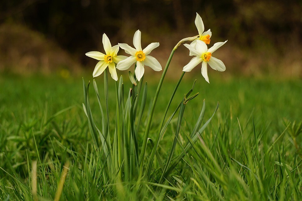 White Daffodil Bulb, Garden Flower, Ready to plant and grow