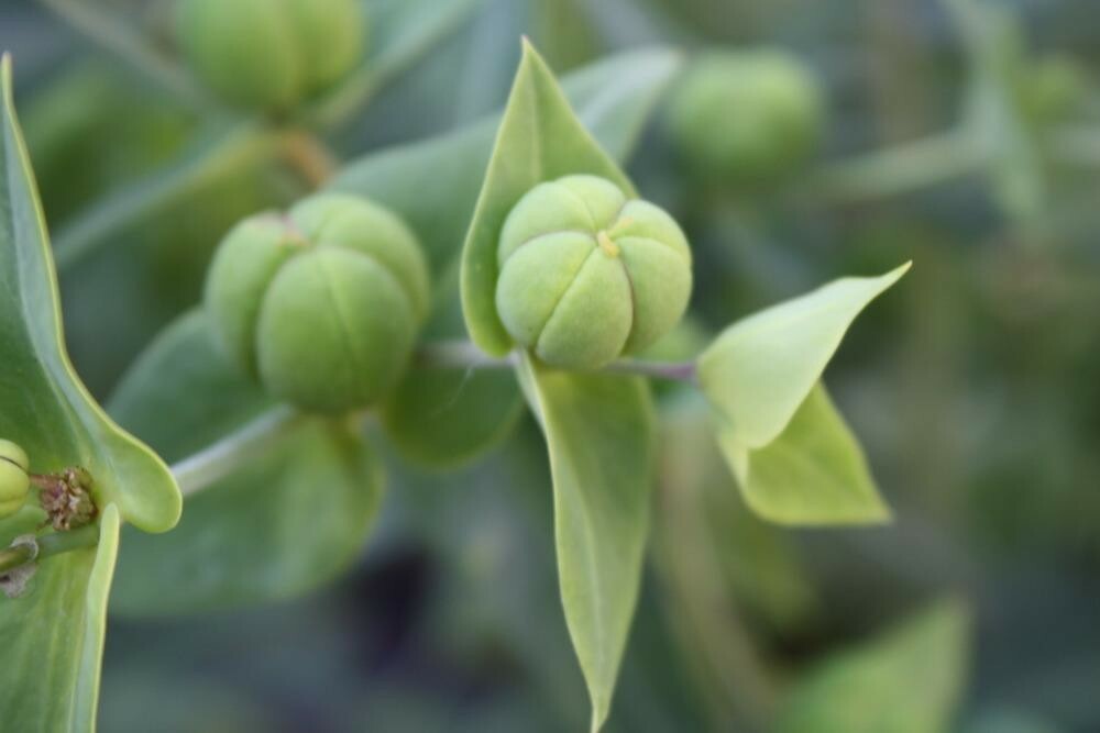 7 GOPHER SPURGE PERENNIAL SEEDS (Euphorbia lathyris – caper or paper spurge)