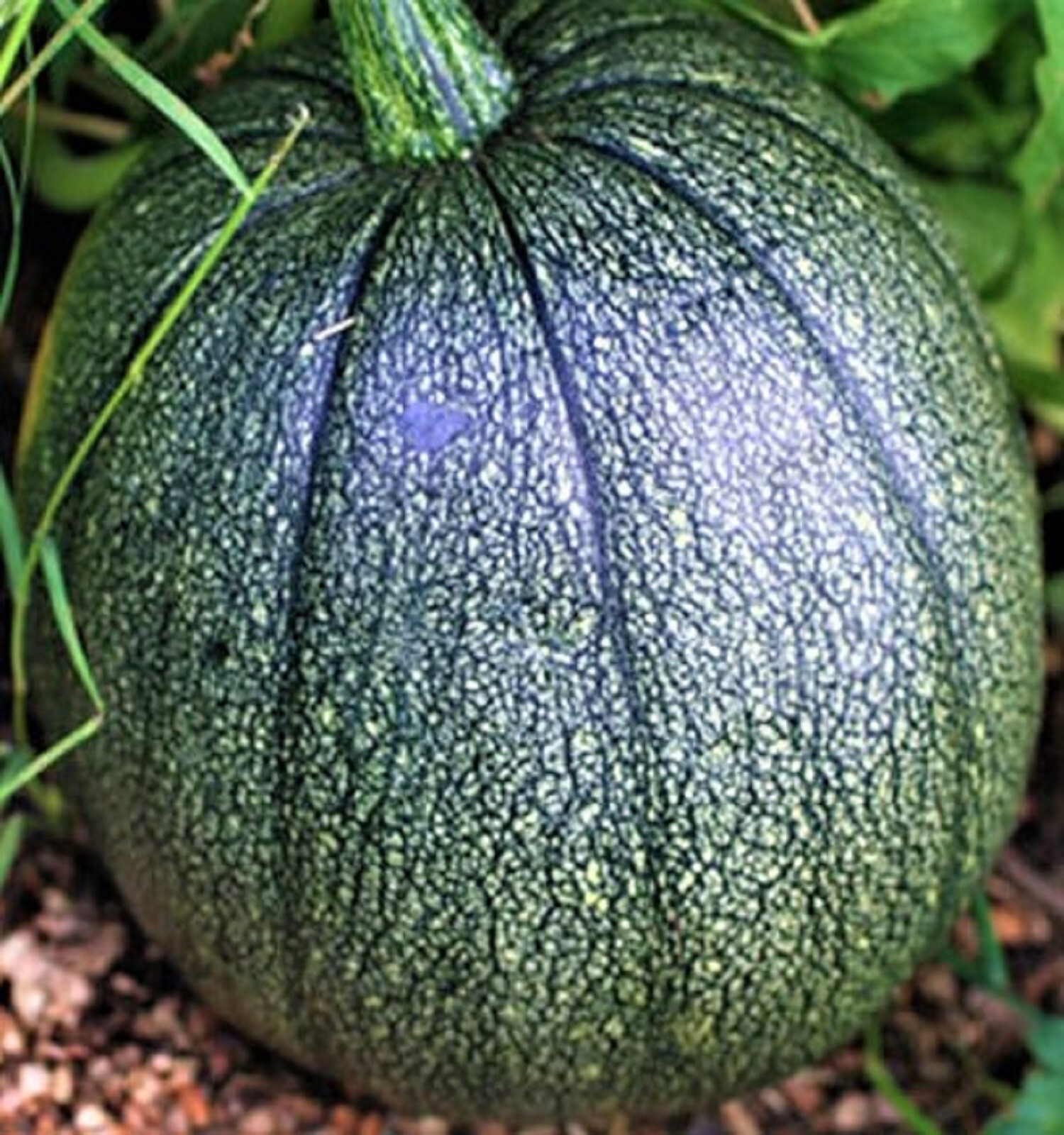 Tatume Squash Seeds 20 SEEDS NON-GMO -BUY 4 ITEMS FREE SHIPPING