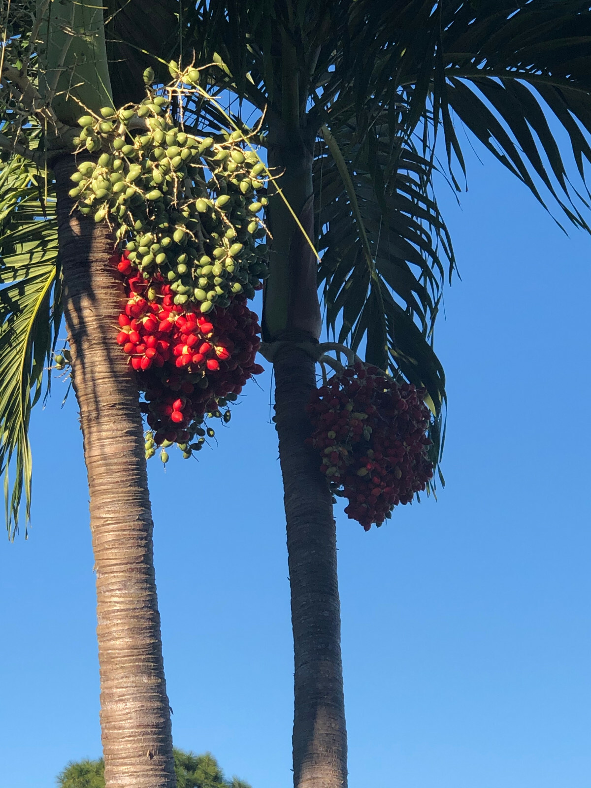 Christmas Palm tree seeds (30)