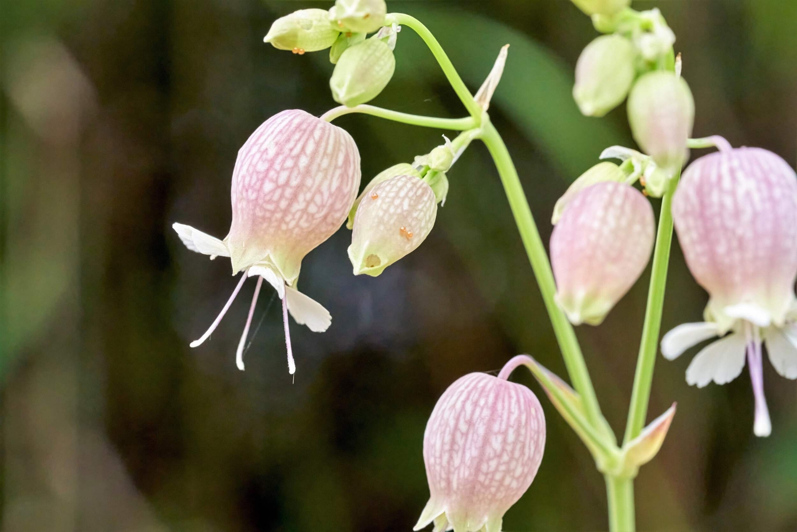 100 MAIDENSTEARS Silene Vulgaris Bladder Campion Pink & White Flower Seeds