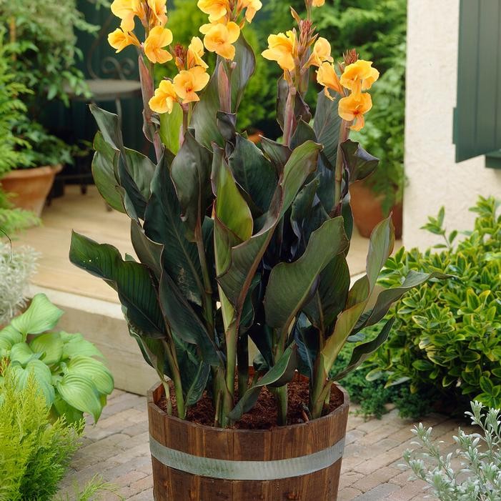 Louis Cottin Dwarf Canna Lily Flower 30″ Variety 1 Rhizome Bulb