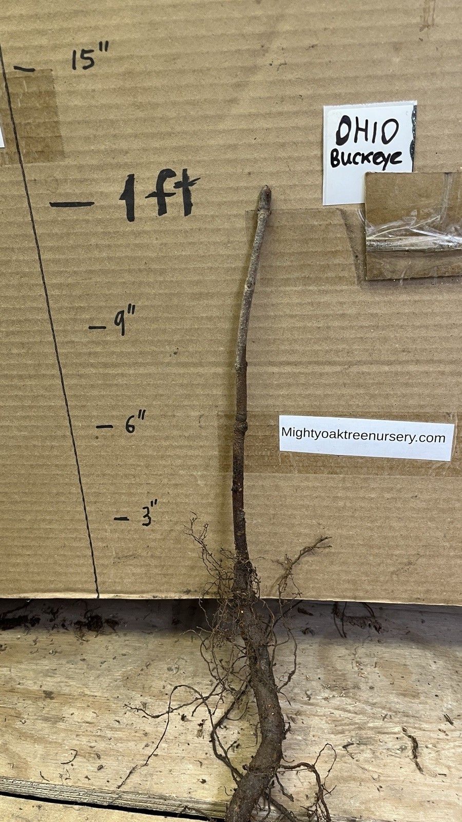 6-12” tall Ohio Buckeye (Aesculus glabra) 1-2 year old tree, bare root plant