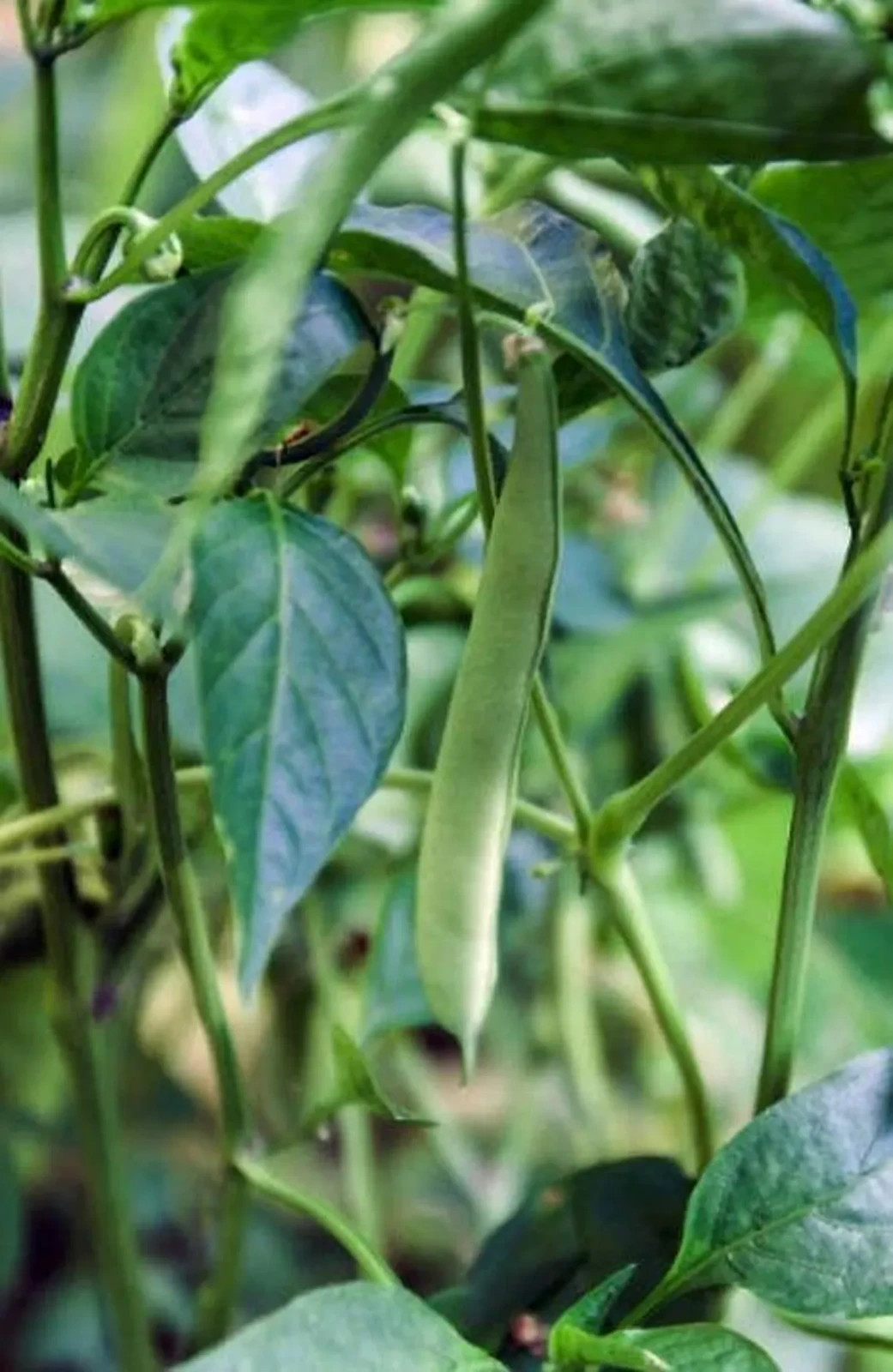 KENTUCKY WONDER BUSH Bean Seeds, Heirloom Seeds – NON GMO, A kitchen favorite.
