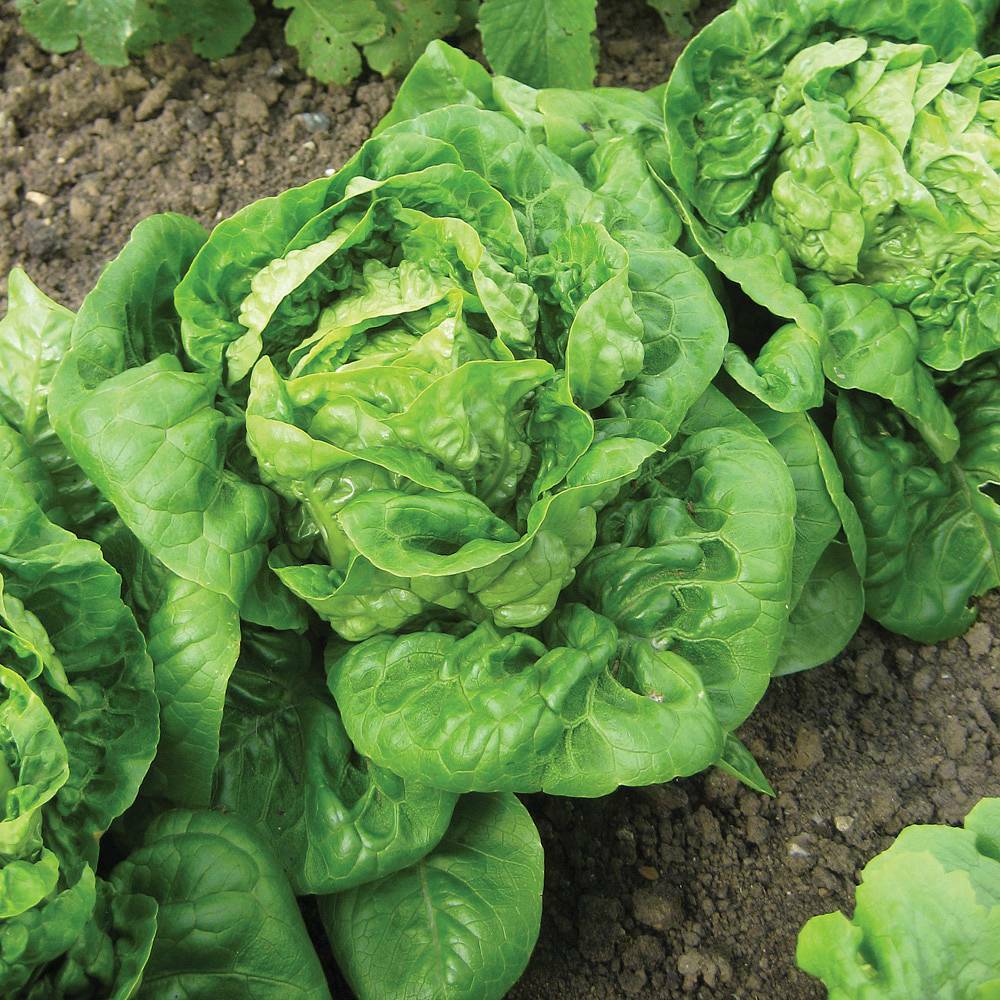Little Gem Lettuce Seeds 600+ Mini Romaine NON-GMO USA SELLER FREE SHIPPING