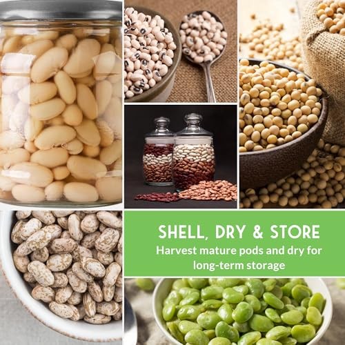 Dry Bean Seeds for Planting – 5 Heirloom Protein Varieties for Shelling &